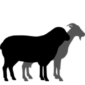 SheepGoats_ICON_FINAL